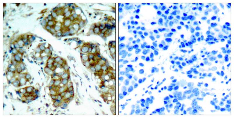 Anti-Phospho-CDC25A (Ser76) Rabbit Polyclonal Antibody