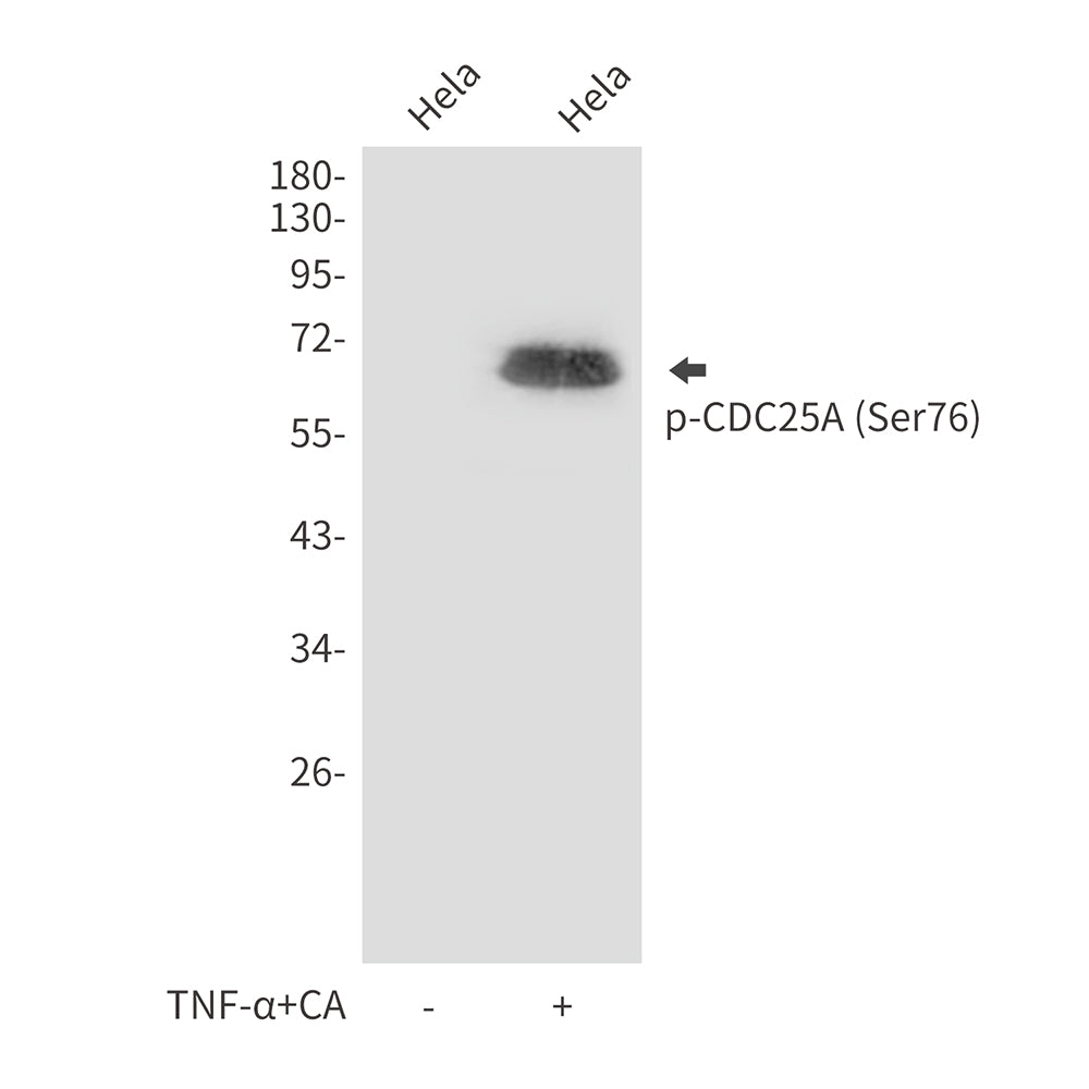 Anti-Phospho-CDC25A (Ser76) Rabbit Polyclonal Antibody