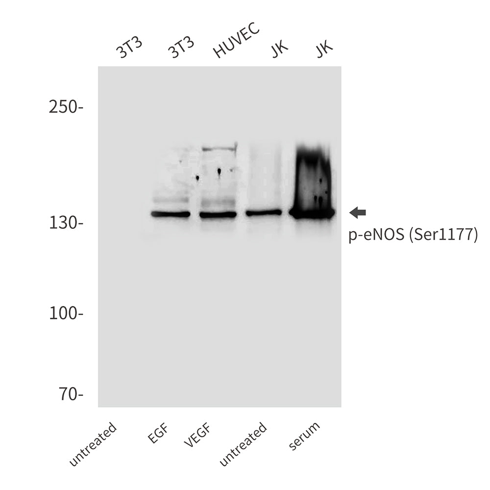 Anti-Phospho-eNOS (Ser1177) Rabbit Polyclonal Antibody