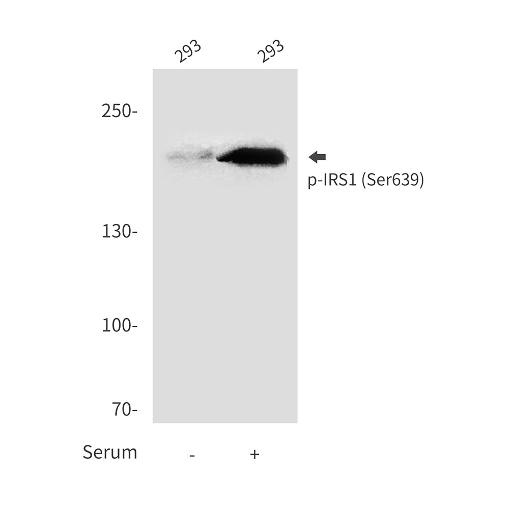 Anti-Phospho-IRS1 (Ser639) Rabbit Polyclonal Antibody