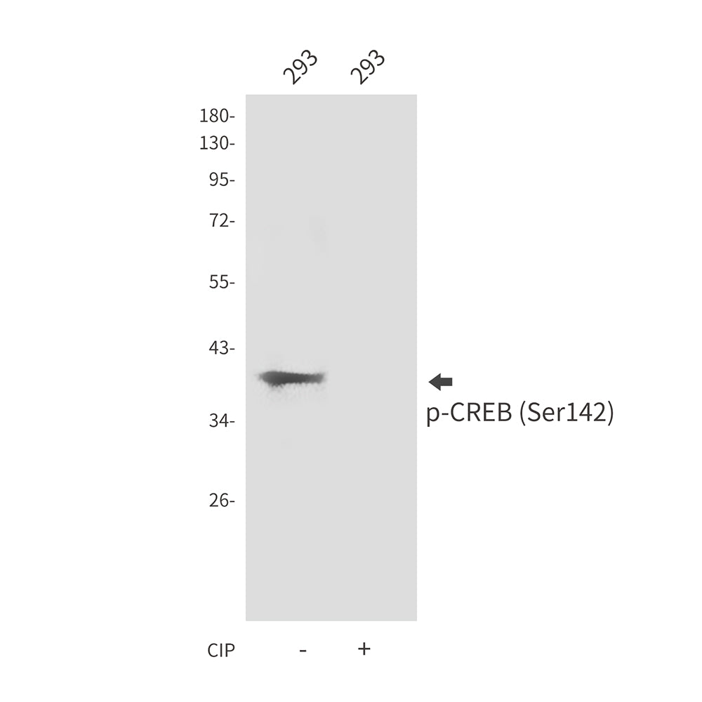Anti-Phospho-CREB (Ser142) Rabbit Polyclonal Antibody