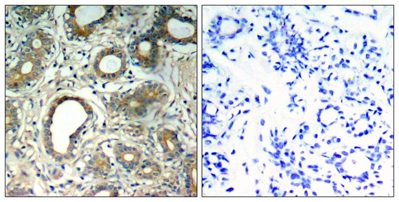 Anti-Phospho-SHP2 (Tyr580) Rabbit Polyclonal Antibody