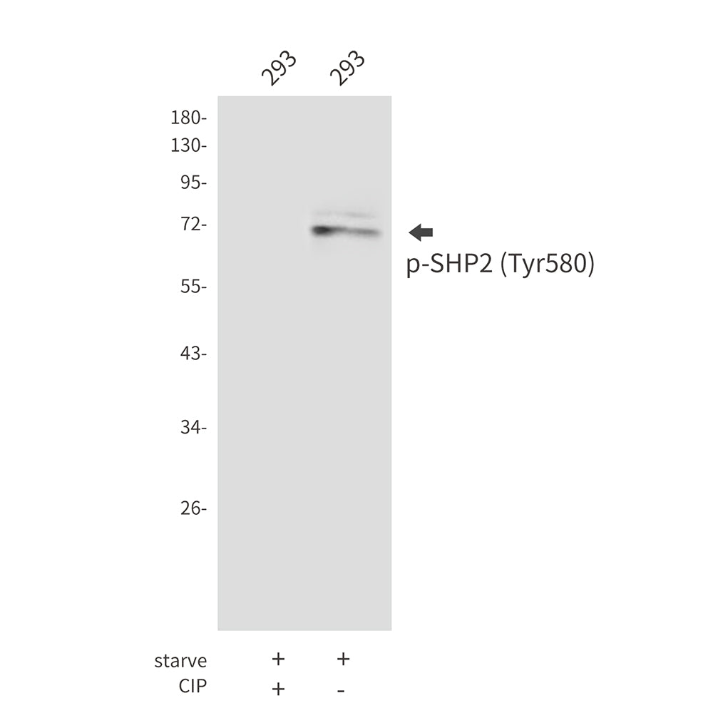 Anti-Phospho-SHP2 (Tyr580) Rabbit Polyclonal Antibody