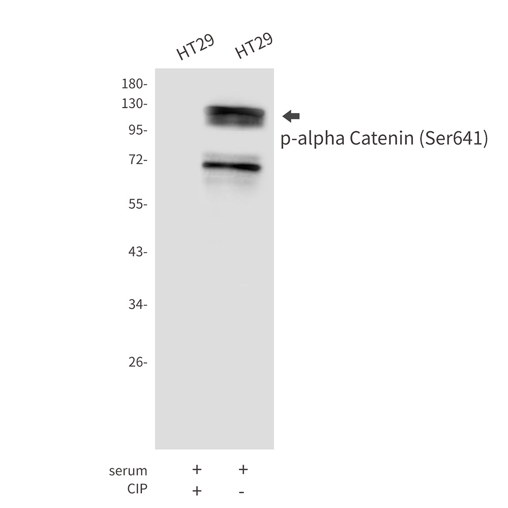 Anti-Phospho-alpha Catenin (Ser641) Rabbit Polyclonal Antibody
