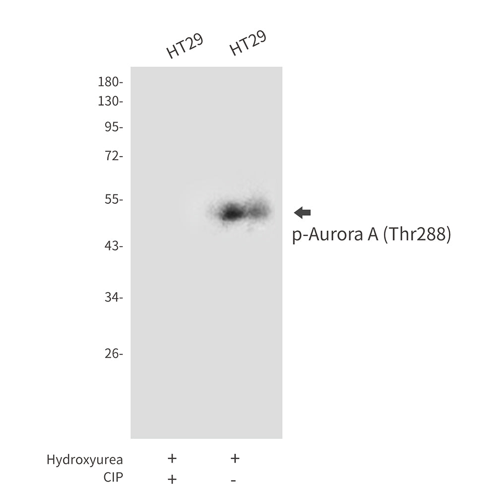 Anti-Phospho-Aurora A (Thr288) Rabbit Polyclonal Antibody