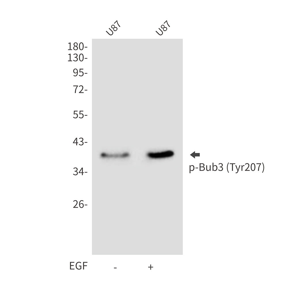 Anti-Phospho-Bub3 (Tyr207) Rabbit Polyclonal Antibody