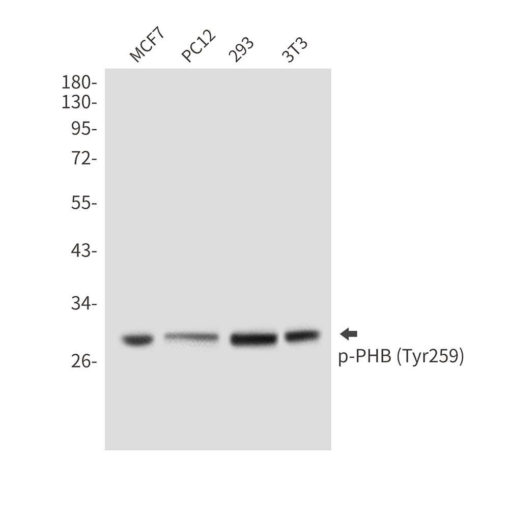 Anti-Phospho-PHB (Tyr259) Rabbit Polyclonal Antibody