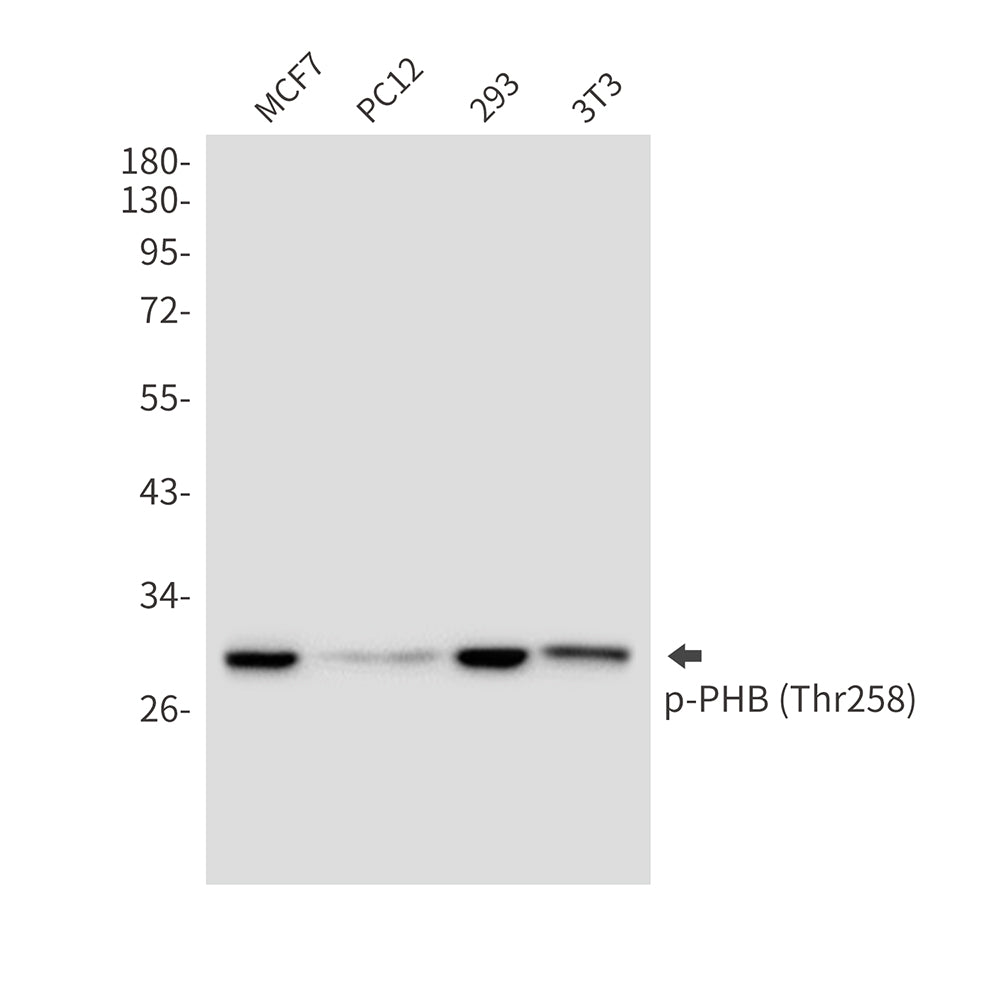 Anti-Phospho-PHB (Thr258) Rabbit Polyclonal Antibody
