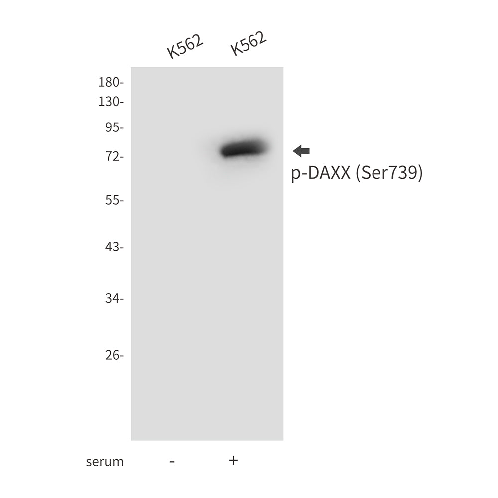 Anti-Phospho-DAXX (Ser739) Rabbit Polyclonal Antibody