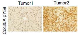 Anti-Phospho-CDC25A (Tyr59) Rabbit Polyclonal Antibody