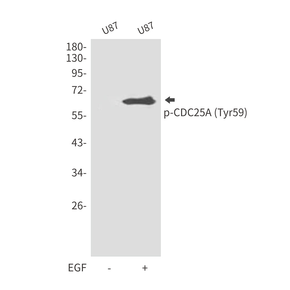 Anti-Phospho-CDC25A (Tyr59) Rabbit Polyclonal Antibody