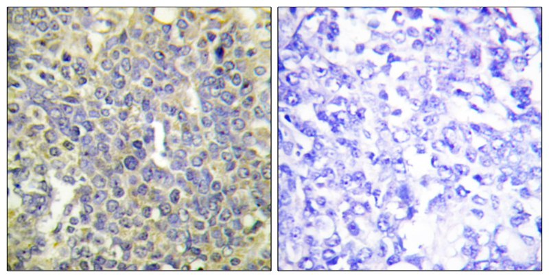 Anti-Phospho-Caspase 9 (Thr125) Rabbit Polyclonal Antibody