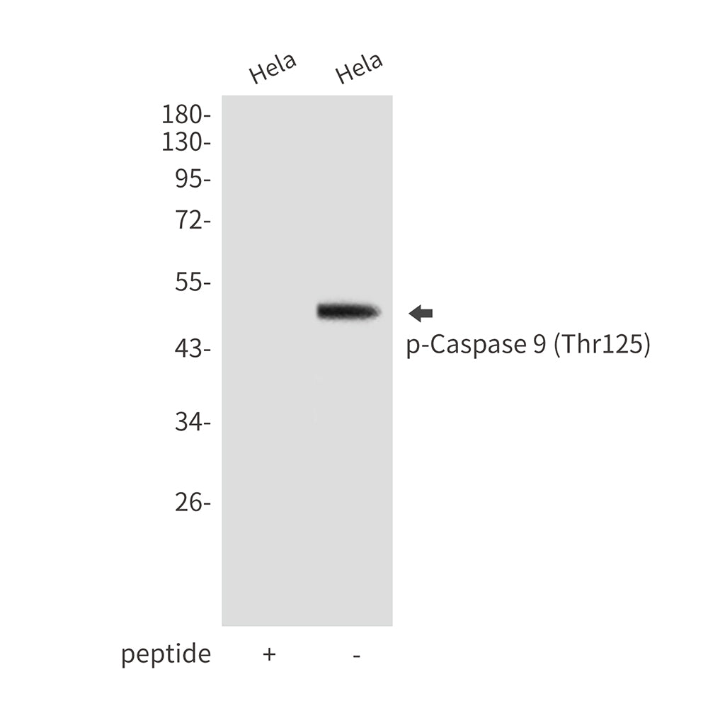 Anti-Phospho-Caspase 9 (Thr125) Rabbit Polyclonal Antibody