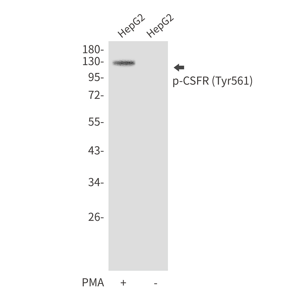 Anti-Phospho-CSFR (Tyr561) Rabbit Polyclonal Antibody