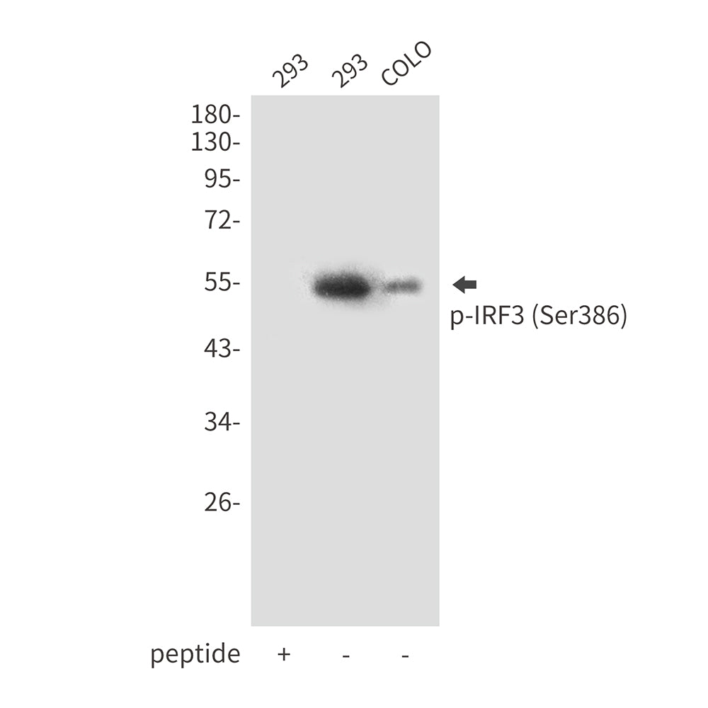 Anti-Phospho-IRF3 (Ser386) Rabbit Polyclonal Antibody
