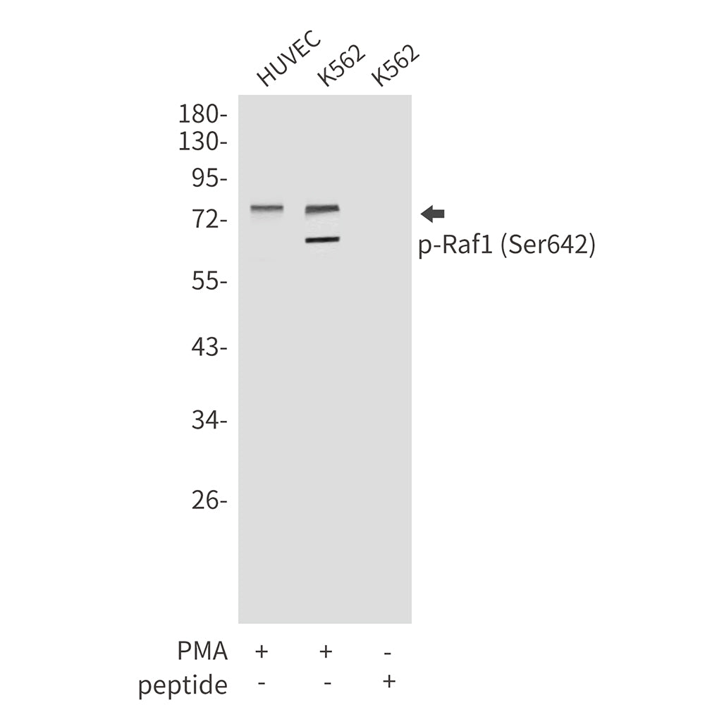 Anti-Phospho-Raf1 (Ser642) Rabbit Polyclonal Antibody