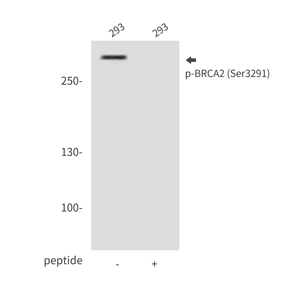 Anti-Phospho-BRCA2 (Ser3291) Rabbit Polyclonal Antibody
