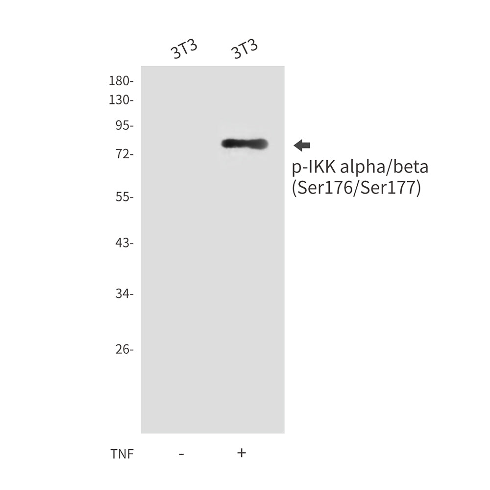 Anti-Phospho-IKK alpha/beta (Ser176/Ser177) Rabbit Polyclonal Antibody