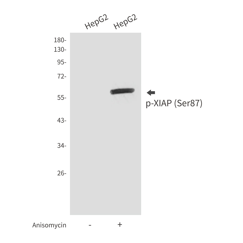 Anti-Phospho-XIAP (Ser87) Rabbit Polyclonal Antibody