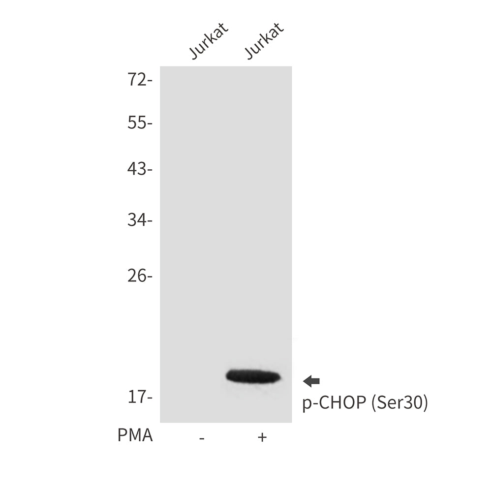 Anti-Phospho-CHOP (Ser30) Rabbit Polyclonal Antibody
