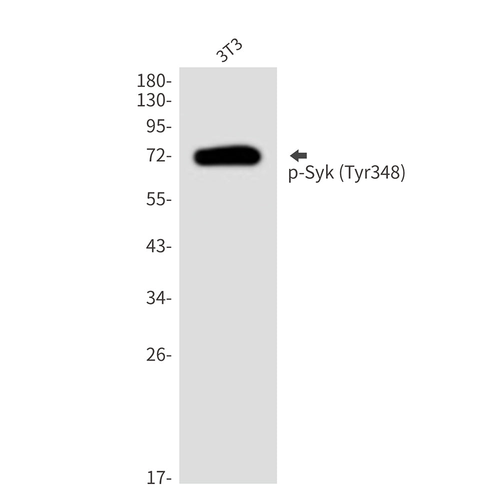 Anti-Phospho-Syk (Tyr348) Rabbit Polyclonal Antibody