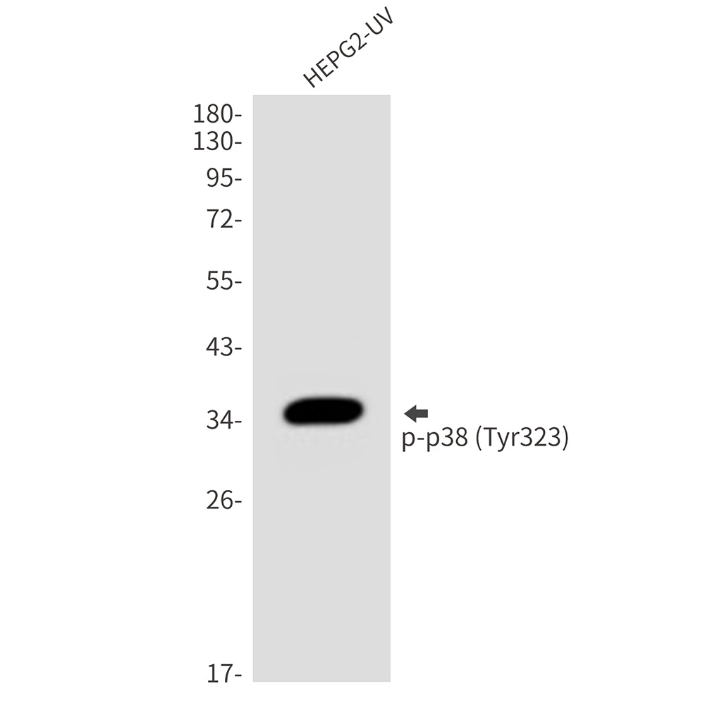 Anti-Phospho-p38 (Tyr323) Rabbit Polyclonal Antibody