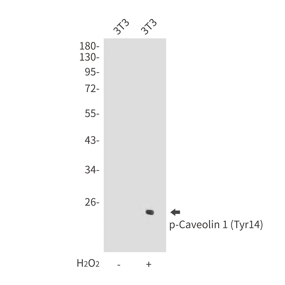 Anti-Phospho-Caveolin 1 (Tyr14) Rabbit Polyclonal Antibody