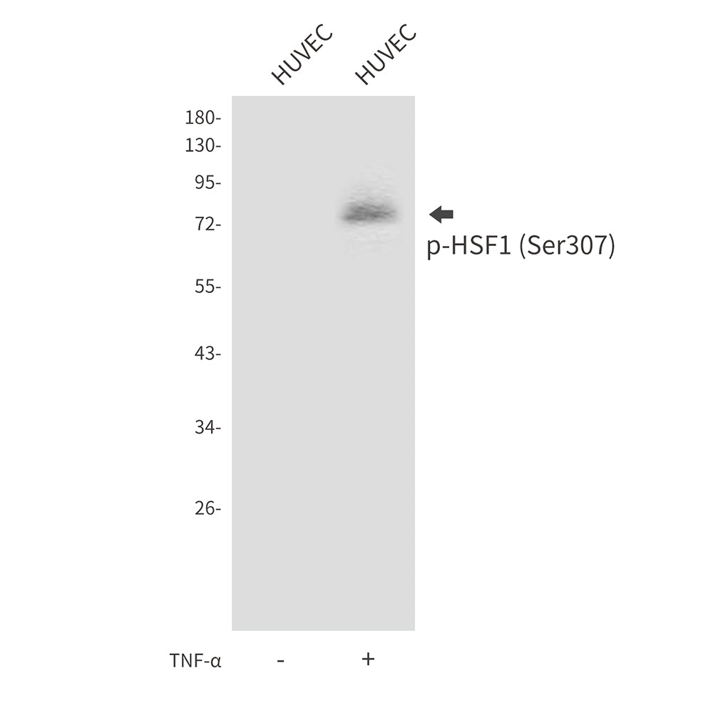 Anti-Phospho-HSF1 (Ser307) Rabbit Polyclonal Antibody