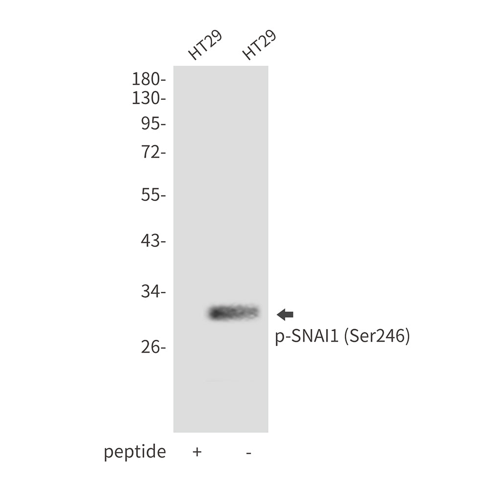 Anti-Phospho-SNAI1 (Ser246) Rabbit Polyclonal Antibody