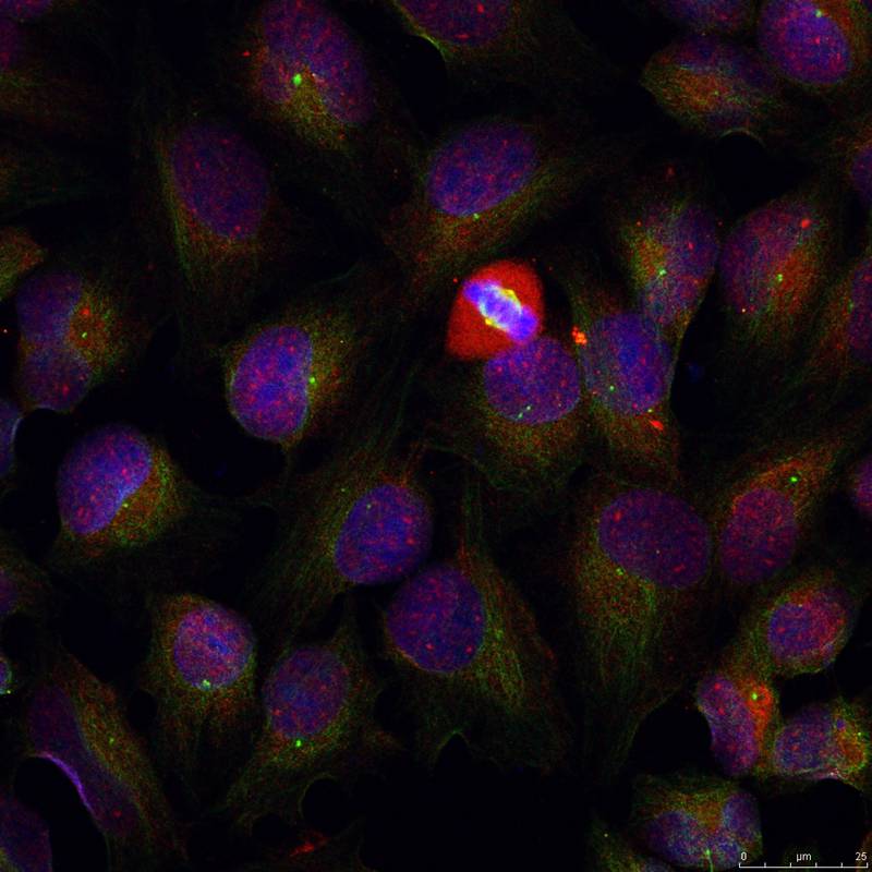 Anti-Phospho-NF-KB p105/p50 (Ser337) Rabbit Polyclonal Antibody