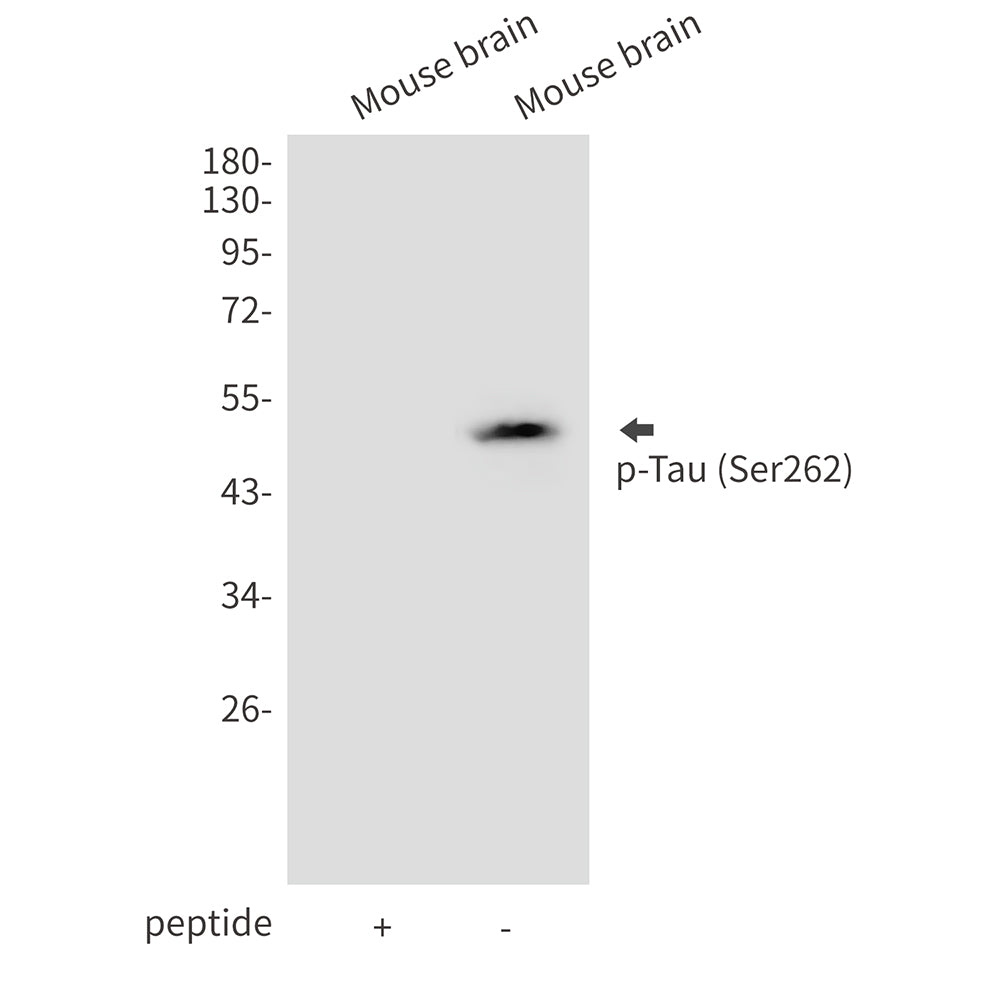 Anti-Phospho-Tau (Ser262) Rabbit Polyclonal Antibody