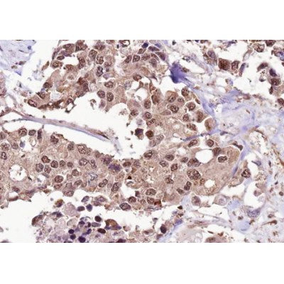 Anti-Phospho-FOXO1 (Ser256) Rabbit Polyclonal Antibody