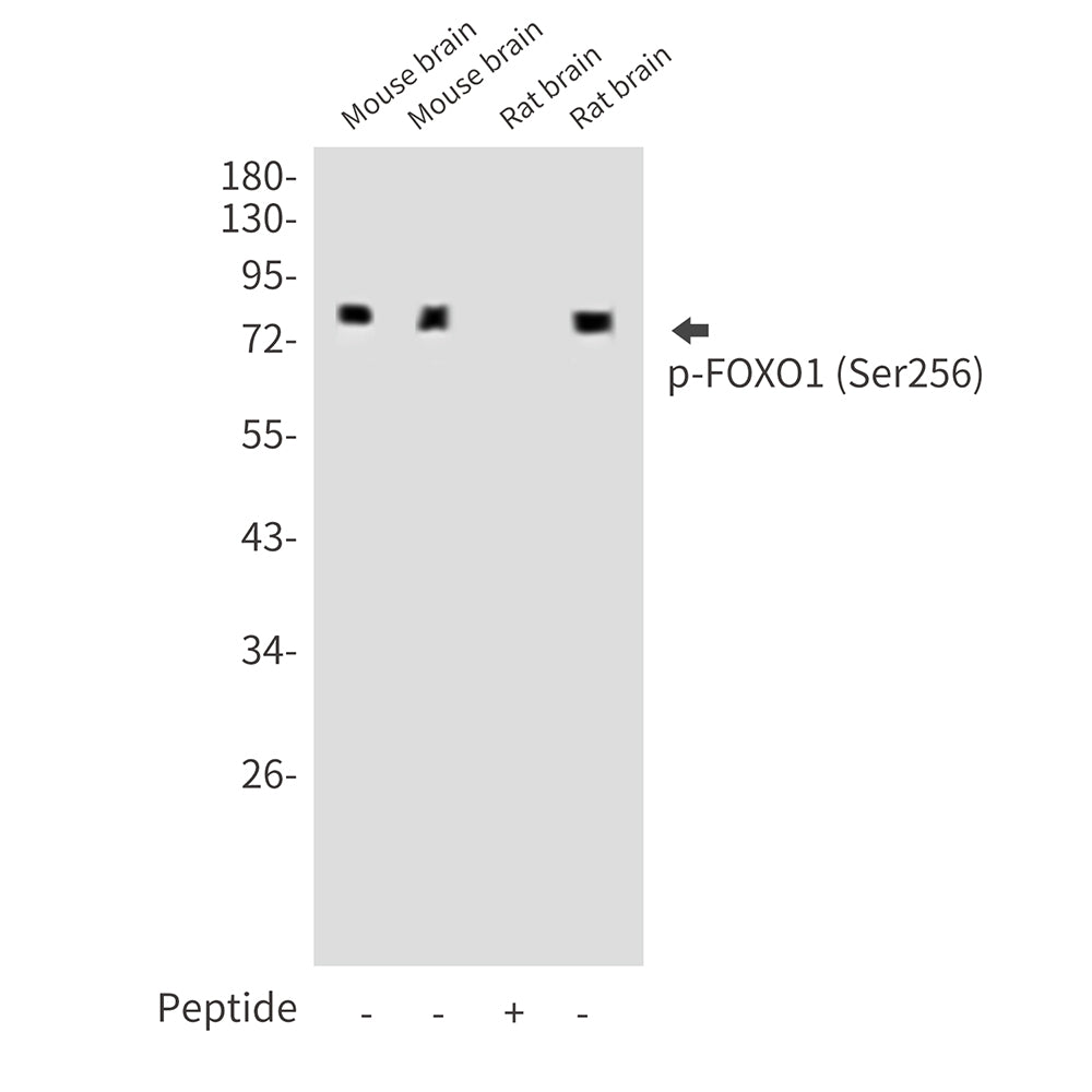 Anti-Phospho-FOXO1 (Ser256) Rabbit Polyclonal Antibody