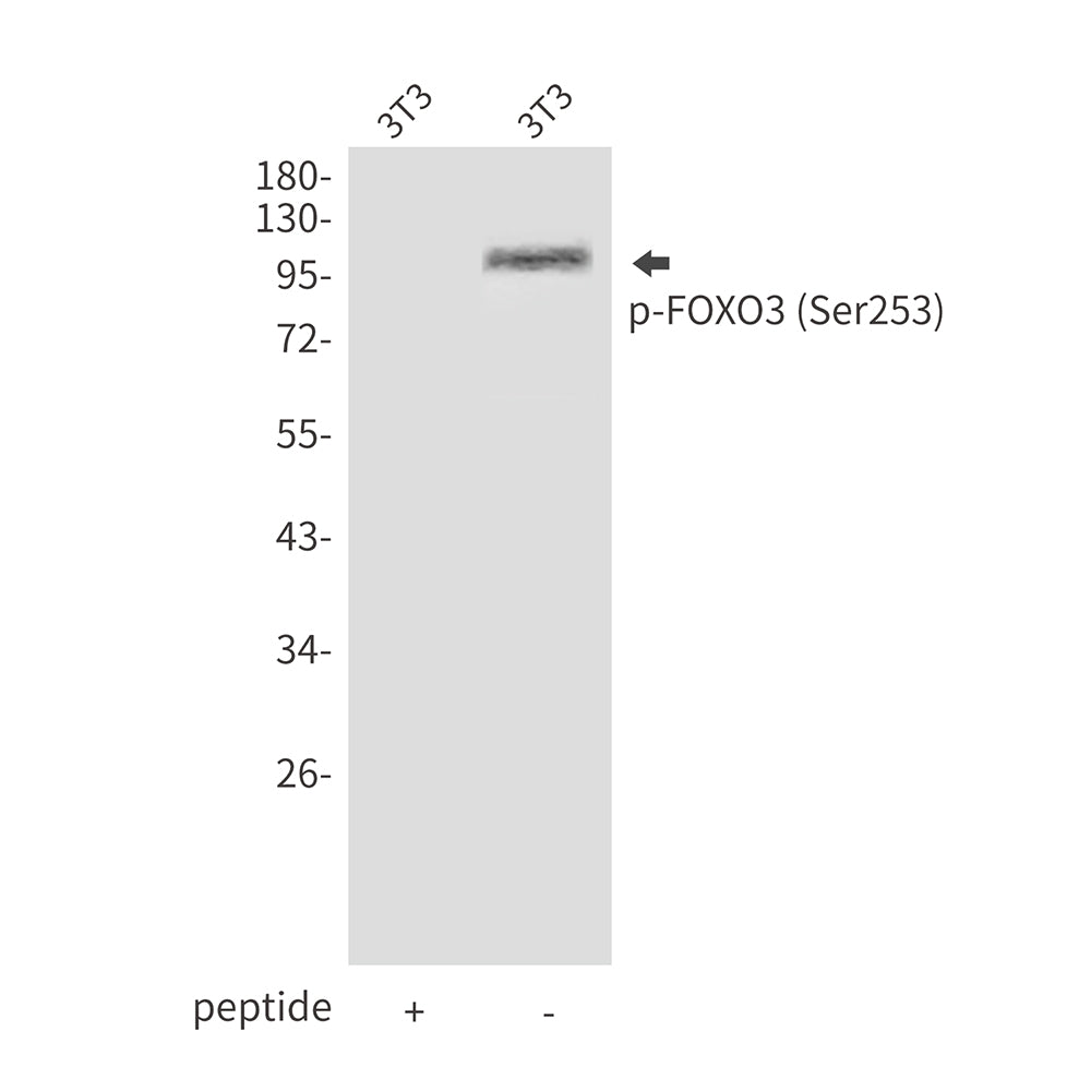 Anti-Phospho-FOXO3 (Ser253) Rabbit Polyclonal Antibody