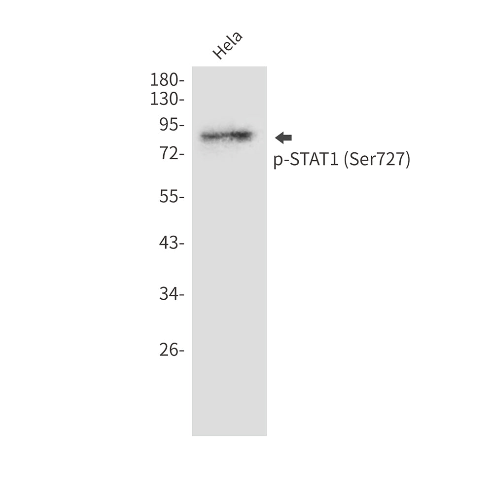 Anti-Phospho-STAT1 (Ser727) Rabbit Polyclonal Antibody