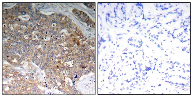 Anti-Phospho-GSK3 (Tyr279/Tyr216) Rabbit Polyclonal Antibody