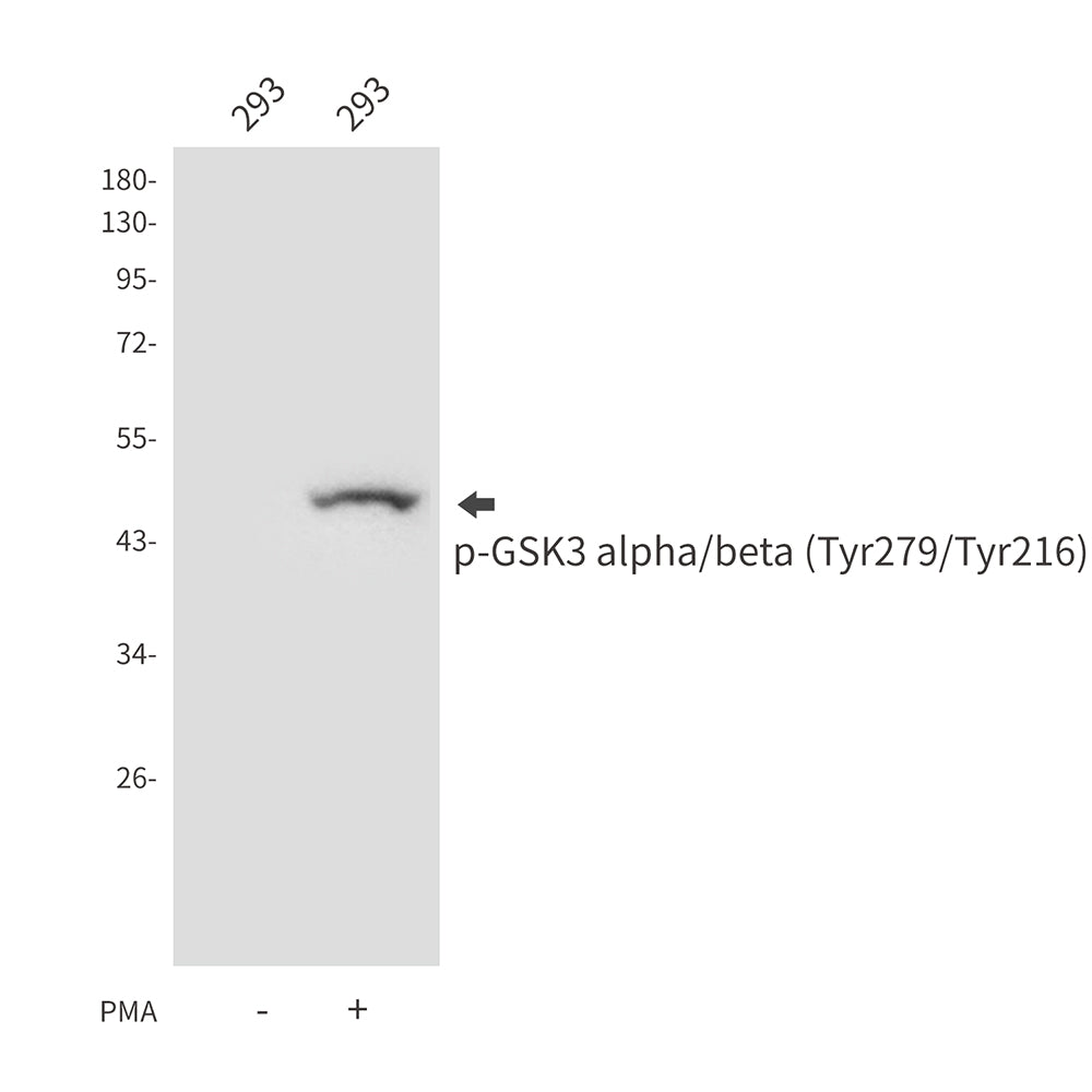 Anti-Phospho-GSK3 (Tyr279/Tyr216) Rabbit Polyclonal Antibody