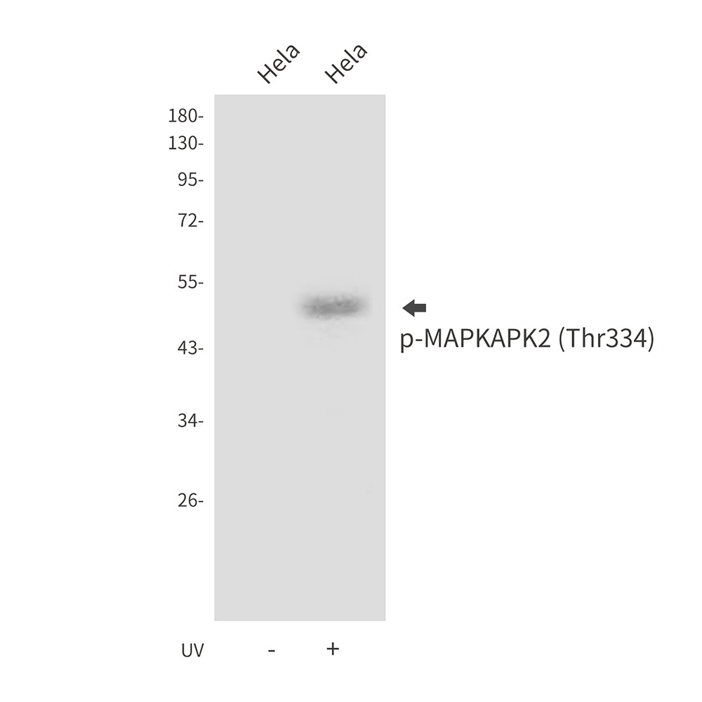 Anti-Phospho-MAPKAPK2 (Thr334) Rabbit Polyclonal Antibody