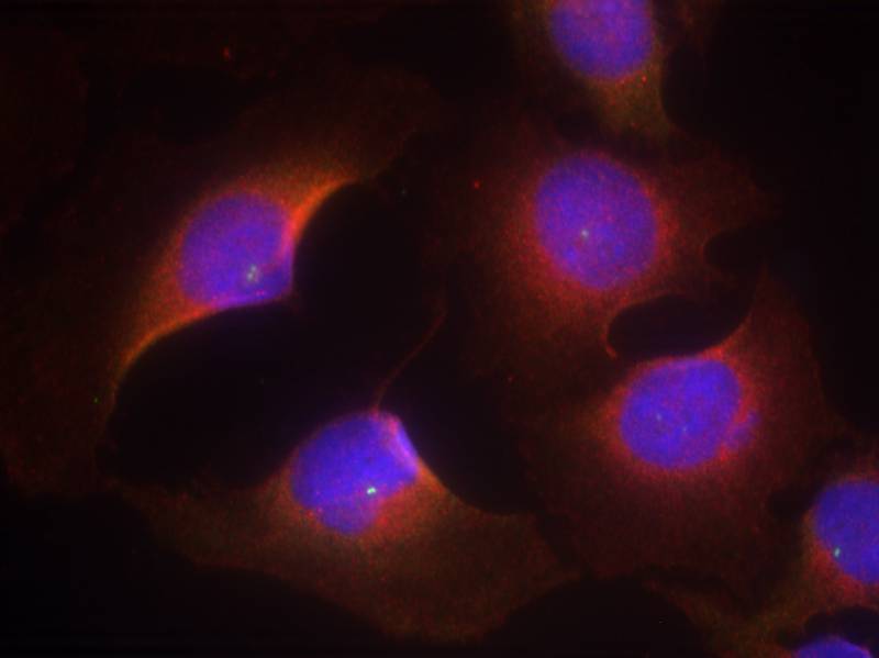 Anti-Phospho-CDK6 (Tyr13) Rabbit Polyclonal Antibody