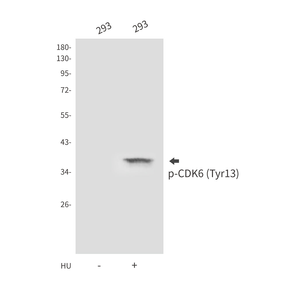 Anti-Phospho-CDK6 (Tyr13) Rabbit Polyclonal Antibody