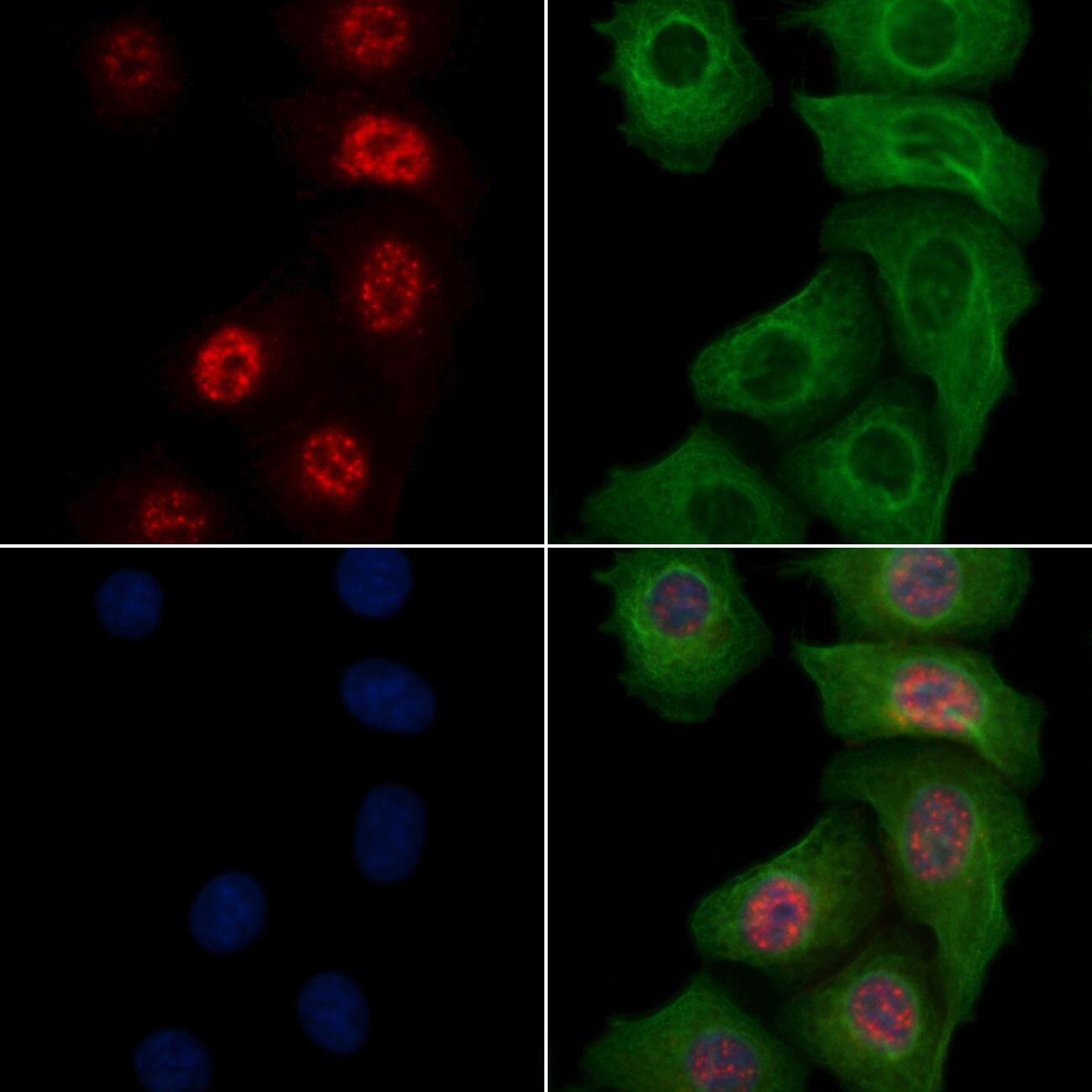Anti-Phospho-SHP1 (Tyr564) Rabbit Polyclonal Antibody