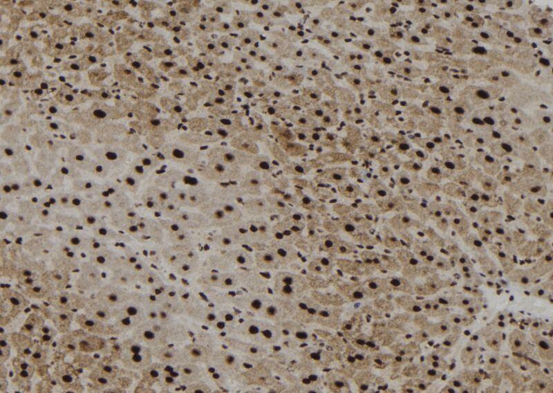 Anti-Phospho-SHP1 (Tyr564) Rabbit Polyclonal Antibody