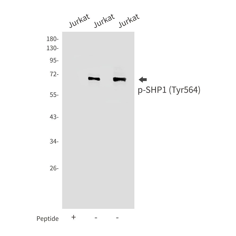 Anti-Phospho-SHP1 (Tyr564) Rabbit Polyclonal Antibody