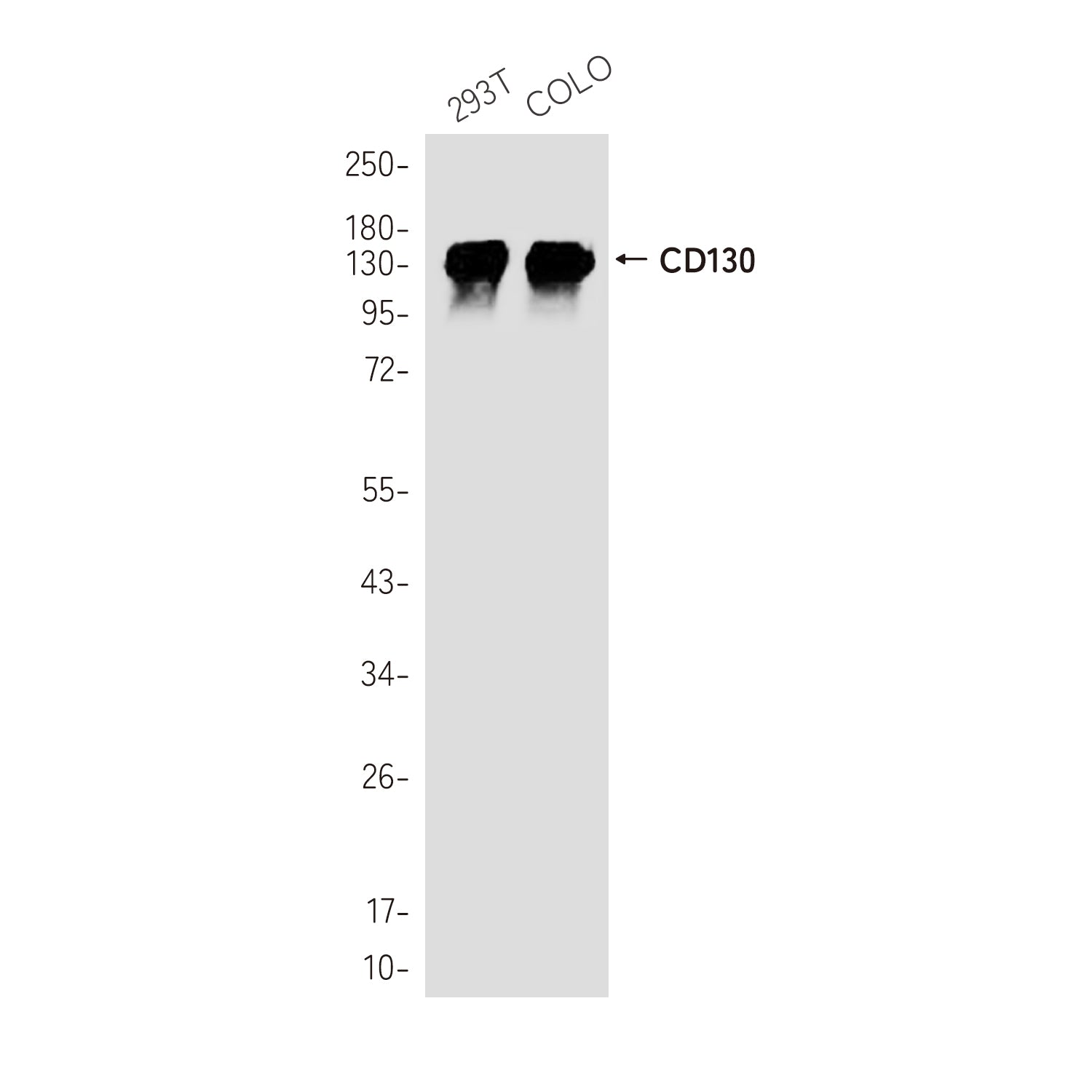 Anti-CD130 Rabbit Polyclonal Antibody