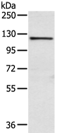 Anti-WWP1 Rabbit Polyclonal Antibody