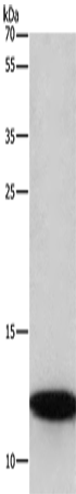 Anti-BRK1 Rabbit Polyclonal Antibody