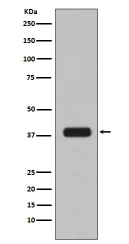 Anti-Aurora B Rabbit Polyclonal Antibody