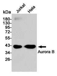 Anti-Aurora B Rabbit Polyclonal Antibody