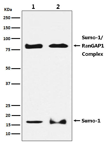 Anti-SUMO1 Rabbit Polyclonal Antibody