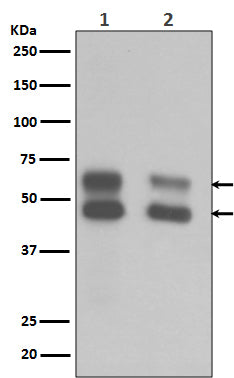 Anti-CaMKII Rabbit Polyclonal Antibody
